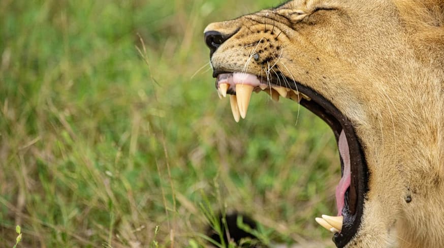 Zimbabue parque nacional mana pools leoa
