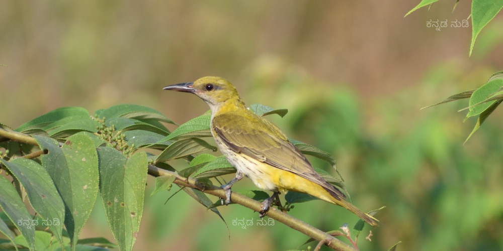 Indian Golden Oriole