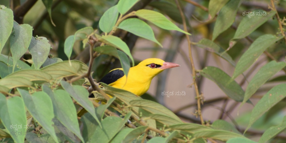 Indian Golden Oriole