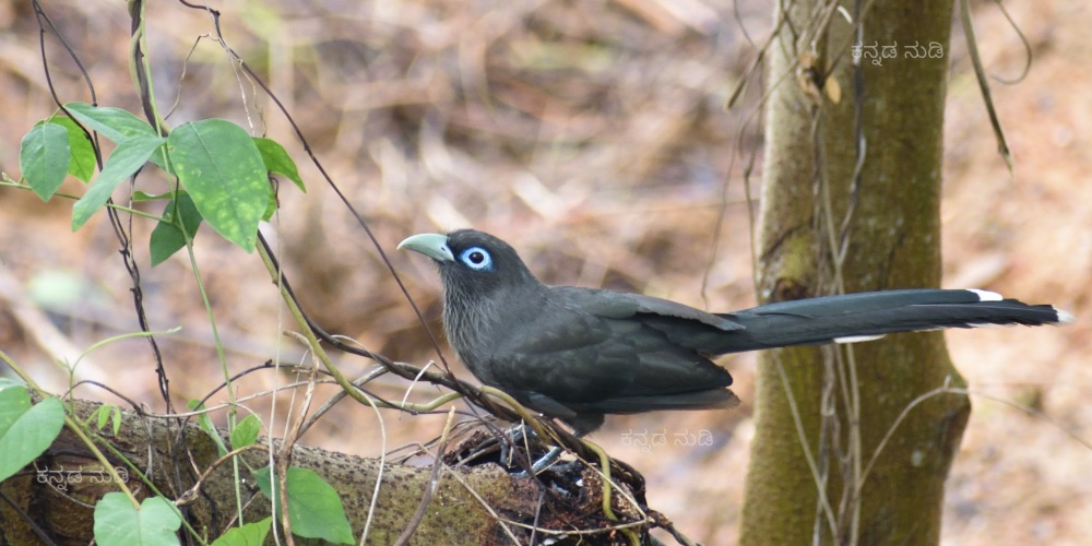 Blue Faced Malkoha