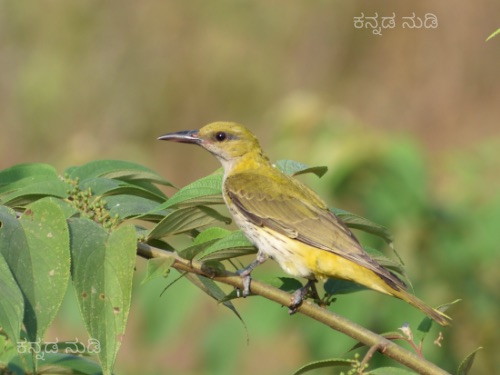 ಪಕ್ಷಿ: ಭಾರತದ ಅರಿಶಿನ ಬುರುಡೆ