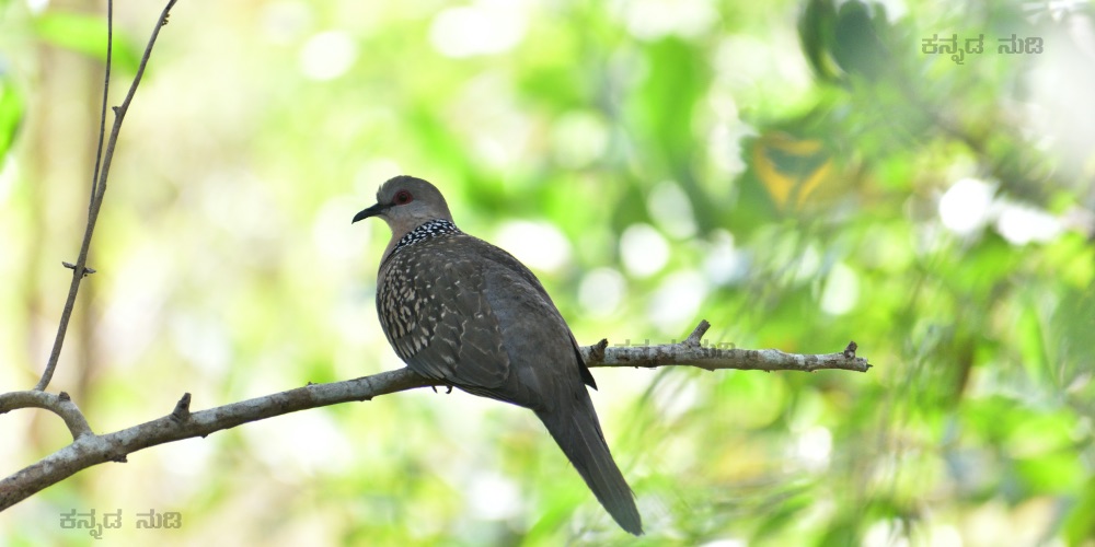 Spotted Dove