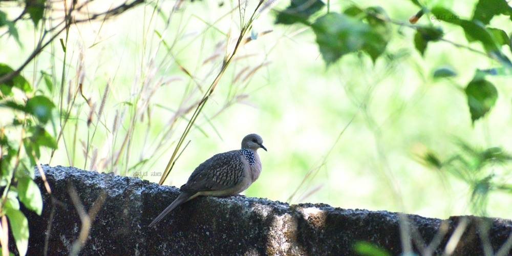 Spotted Dove