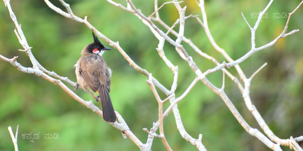 Red-whiskered Bulbul width=