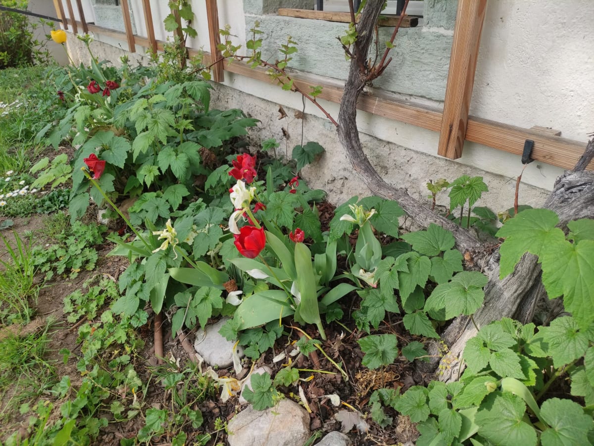 Red tulips and broad green leaves growing against a whitewashed house wall beside a vine trained on a timber trellis