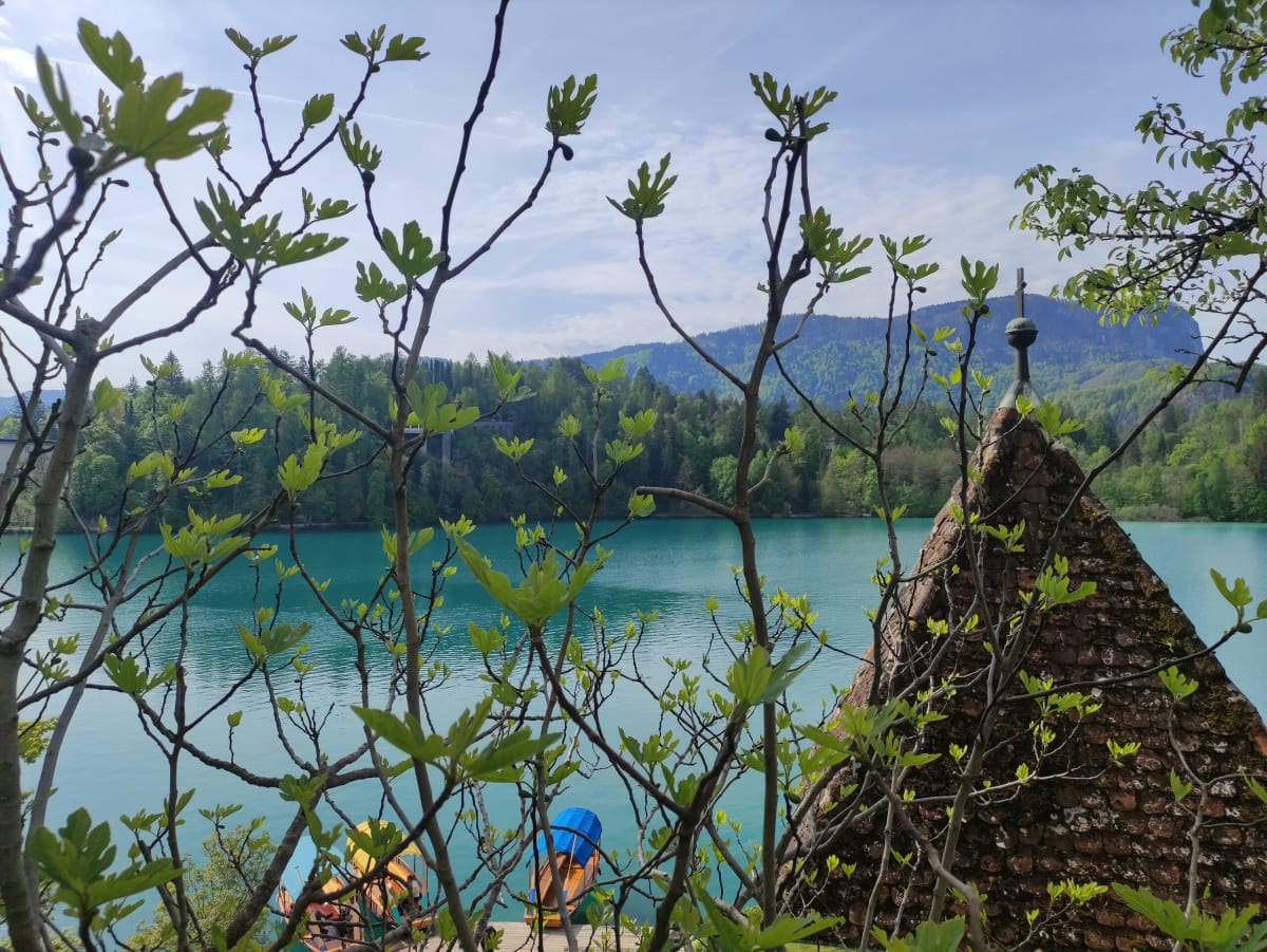 A fig tree in new leaf beside a tiled spire, the lake far below with a couple of pletna boats at the landing and a cliff-topped hill beyond