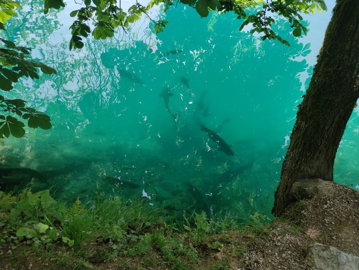 Clear turquoise water at the lake's edge with large fish gliding beneath the surface, an old tree trunk at the bank