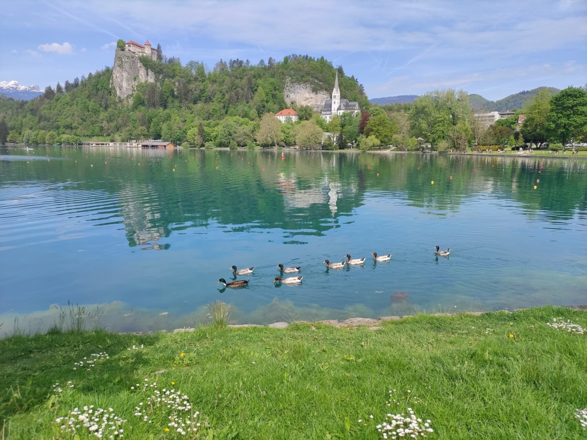 Bled Castle and St Martin's church across the lake, a line of mallard ducks swimming past a grassy, daisy-strewn bank in the foreground
