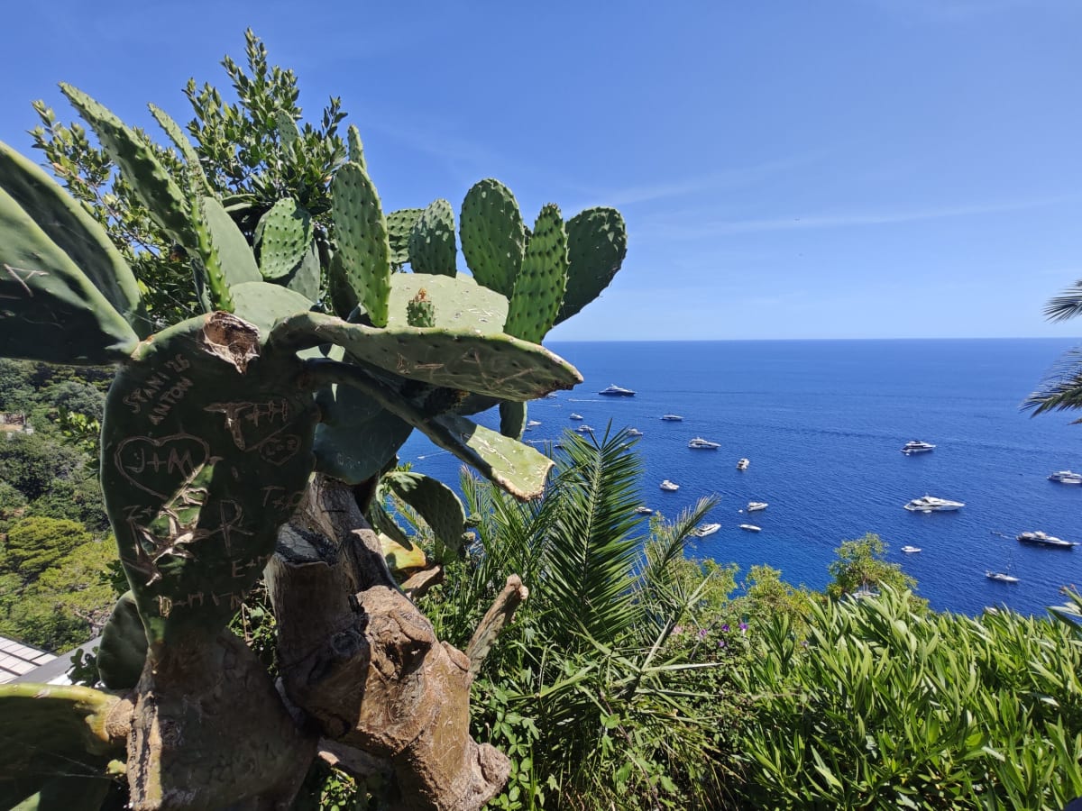 A prickly-pear cactus carved with initials in the foreground, a drop to the sea dotted with yachts beyond