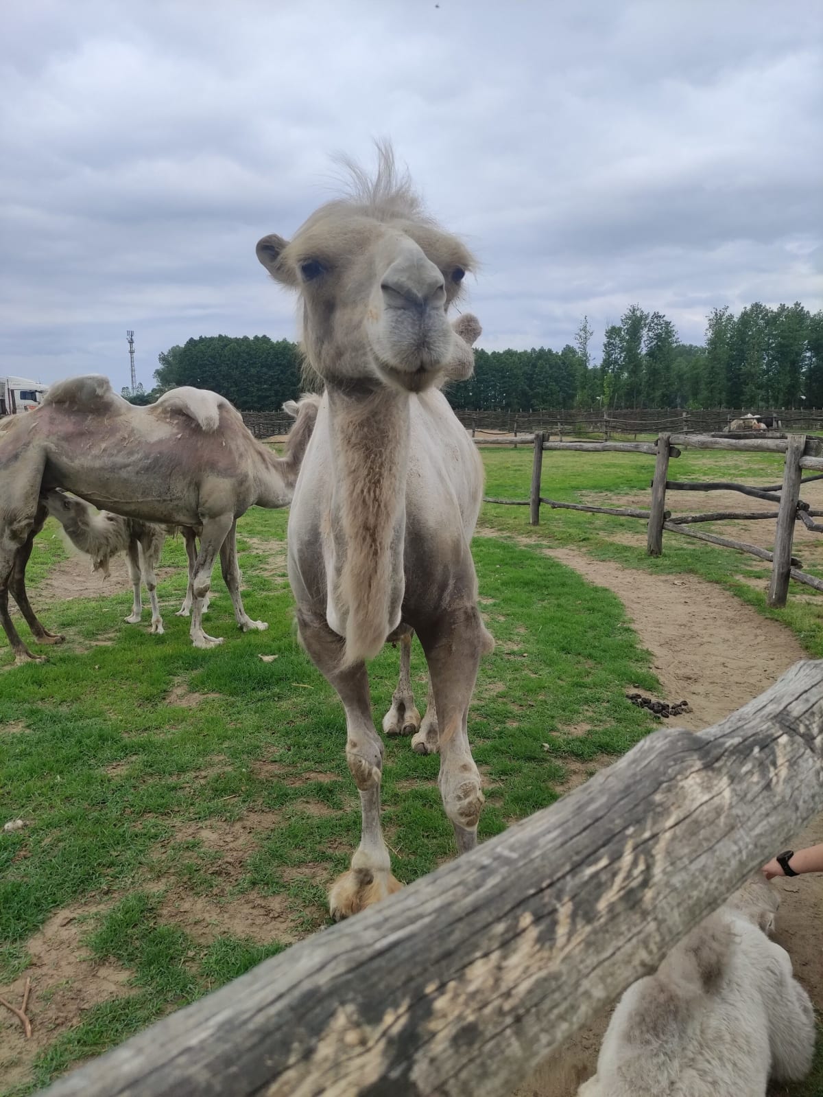 A two-humped Bactrian camel walking straight up to the camera at a camel farm, more camels and a wooden rail fence behind under an overcast sky