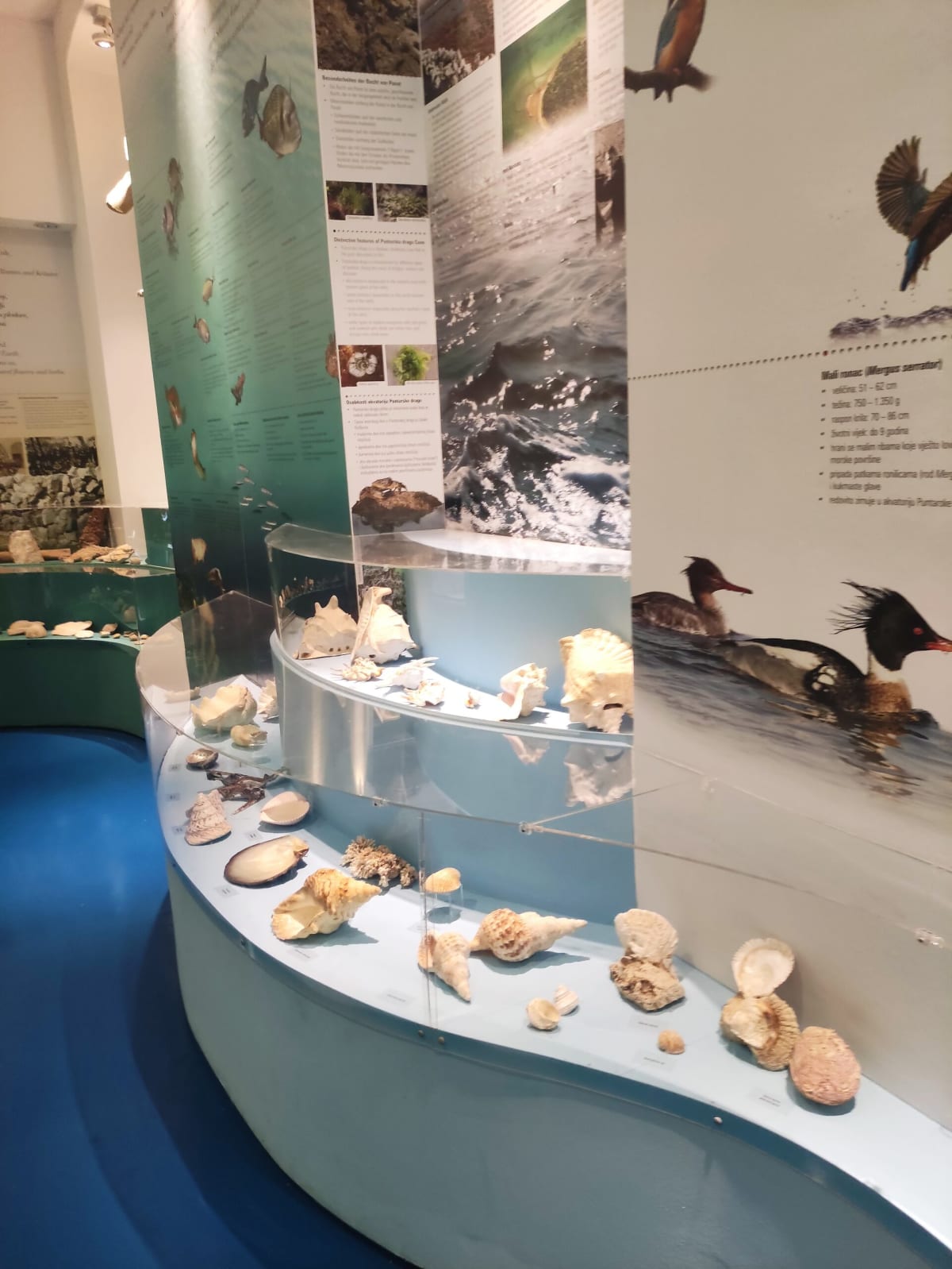 A natural-history display about Punat bay in the Košljun museum — shells and corals on curved shelves, painted panels of fish and diving ducks