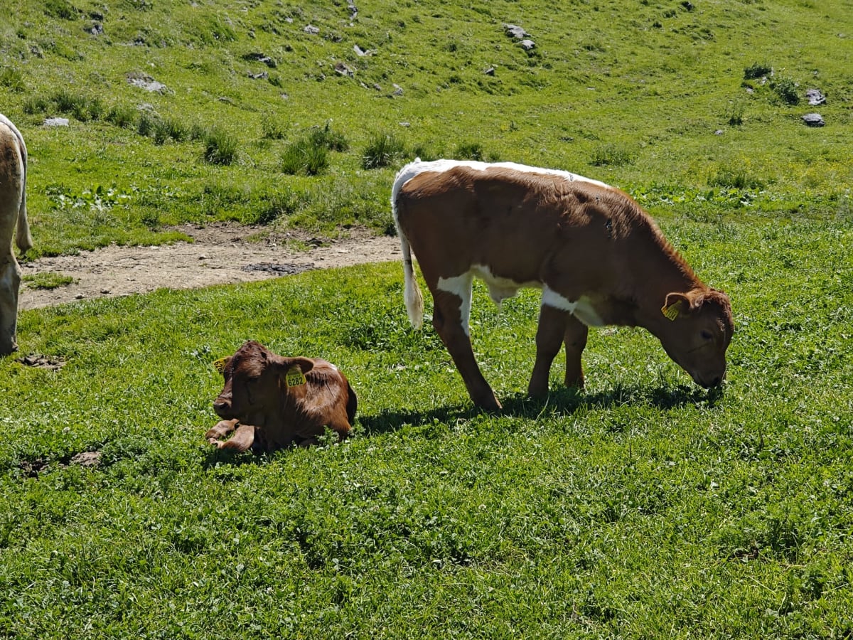 A brown-and-white calf grazing in bright green grass on the plateau, a smaller calf lying down beside it