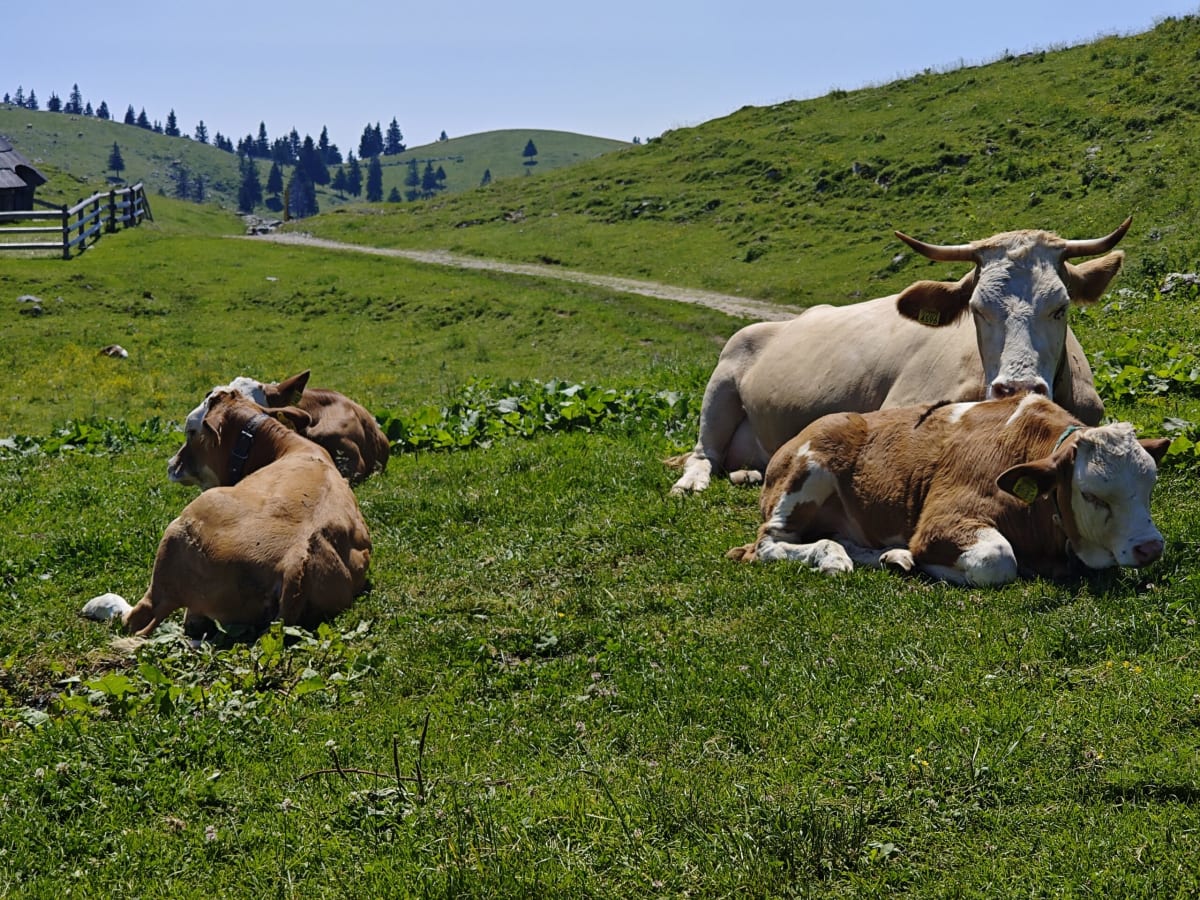 Cows resting on the alpine meadow — a pale horned cow and two brown ones lying in the grass, a path and fence winding behind