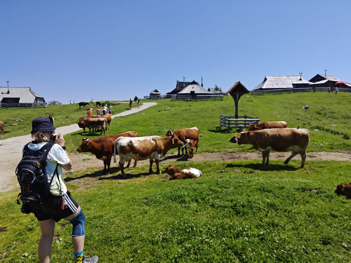 A hiker with a backpack photographing a herd of cows on the path near a wooden wayside shrine, huts on the ridge