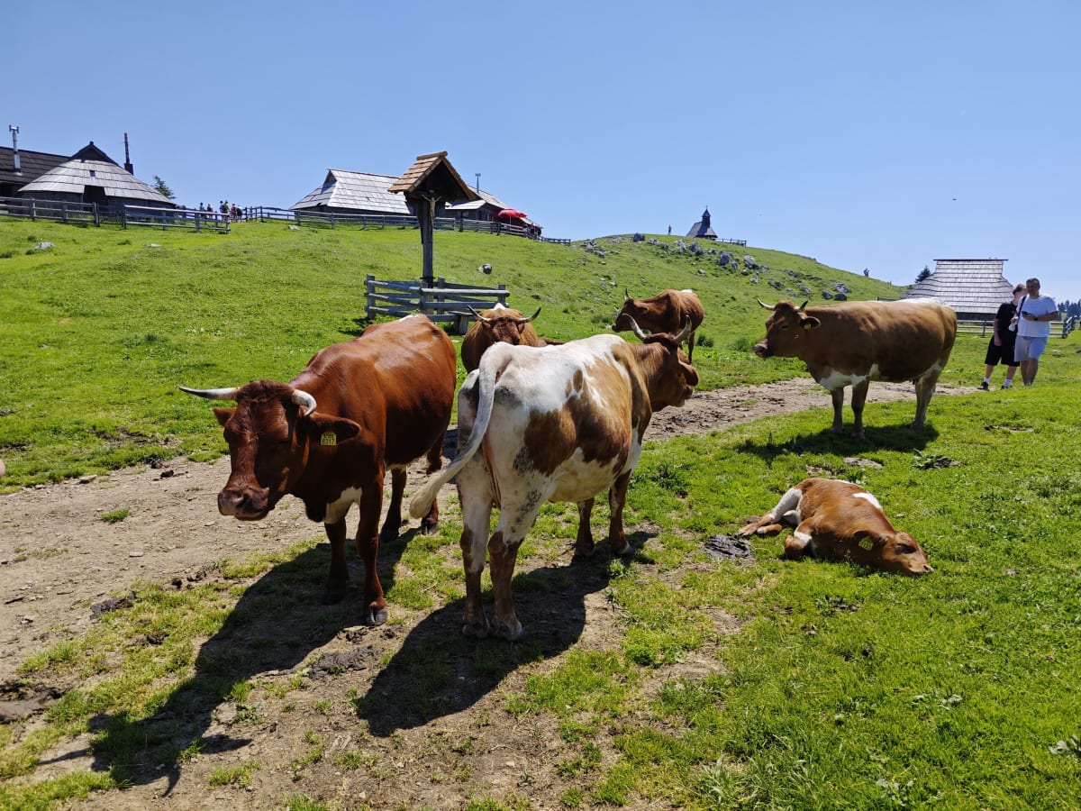 Brown and white cows standing on a dirt track beneath a small shingle-roofed shrine, another calf lying in the grass at right