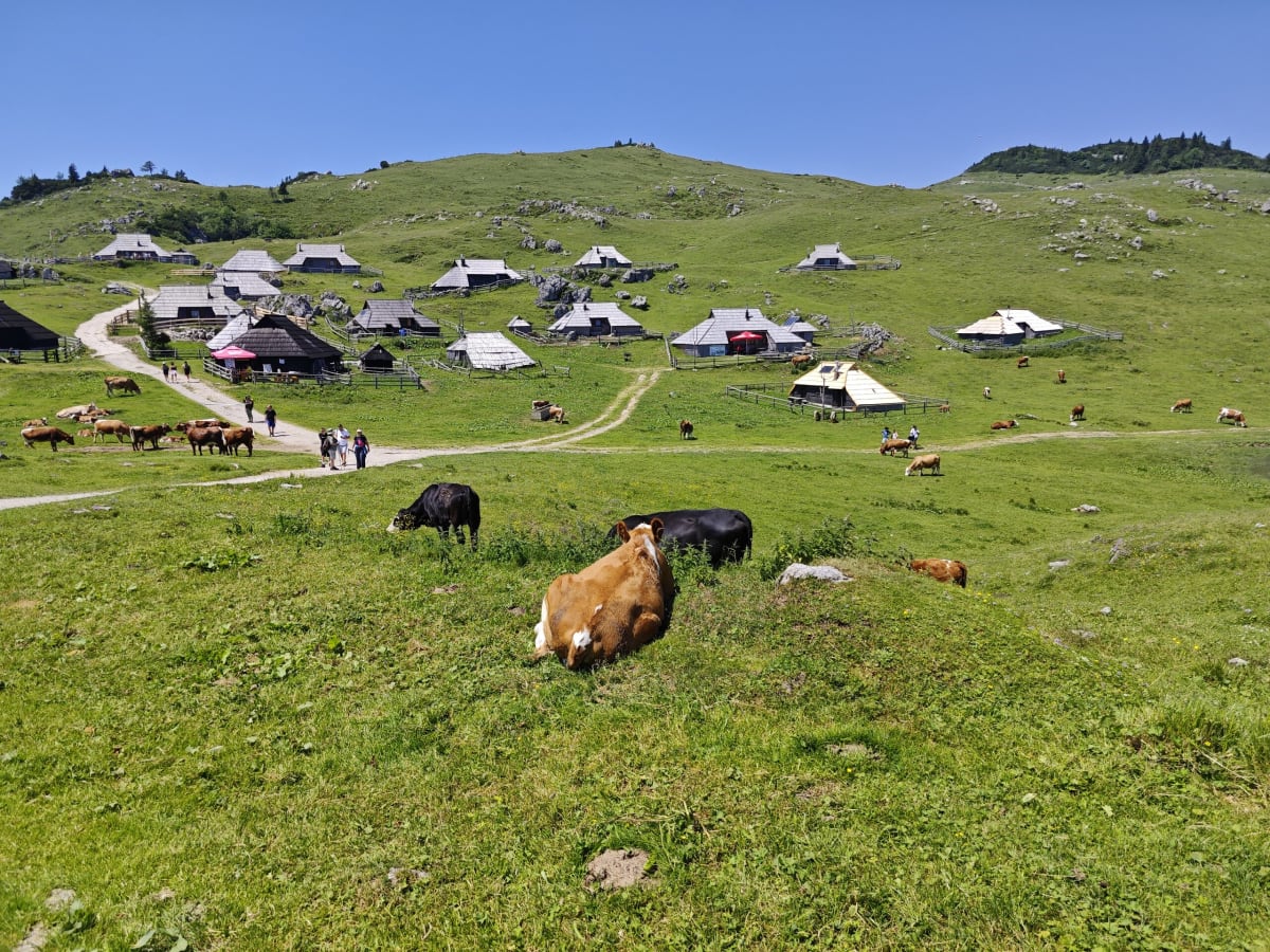 The huts and winding paths of Velika Planina spread across the green slope, cattle grazing in the foreground and distant ones scattered across the hills