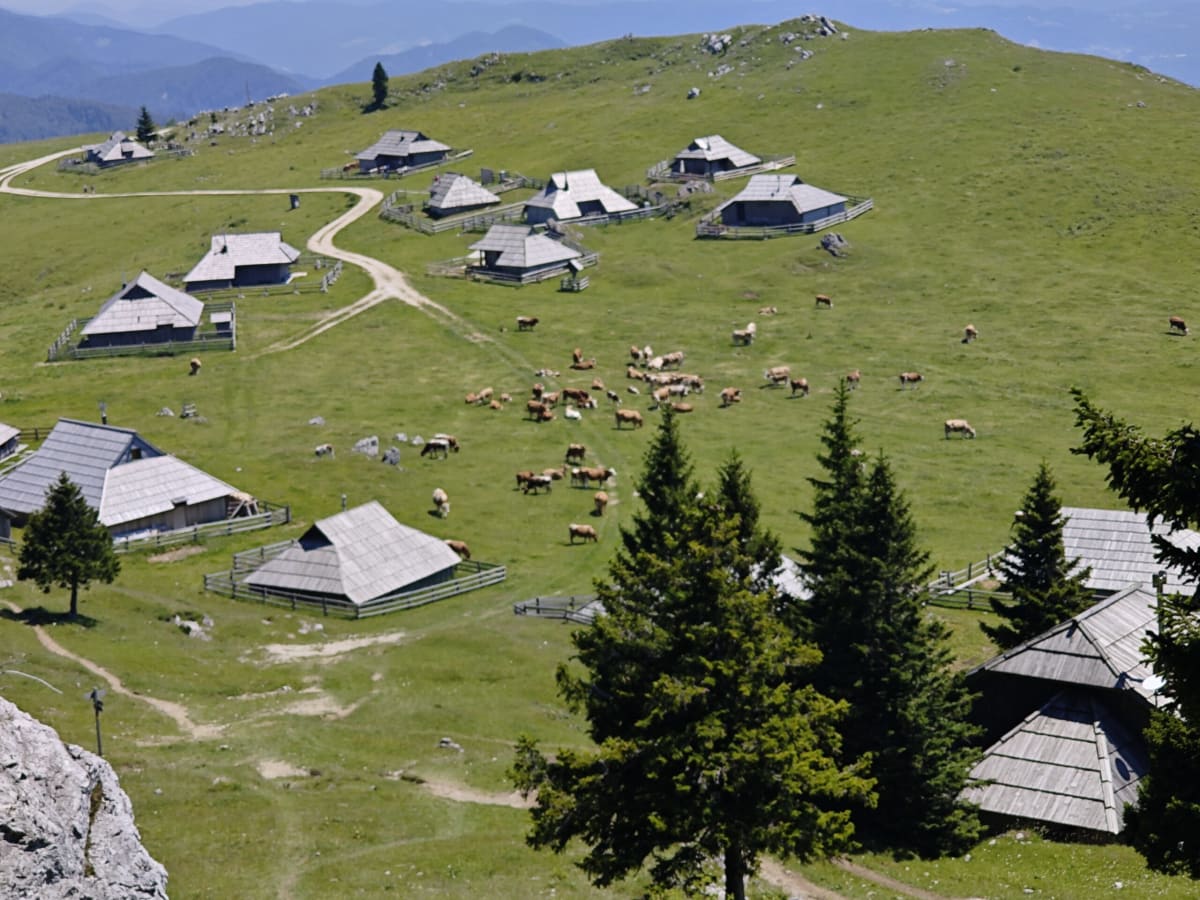 Looking down from a rocky outcrop on the herdsmen's huts of Velika Planina, their pale shingle roofs among spruces, cattle in the meadow beyond