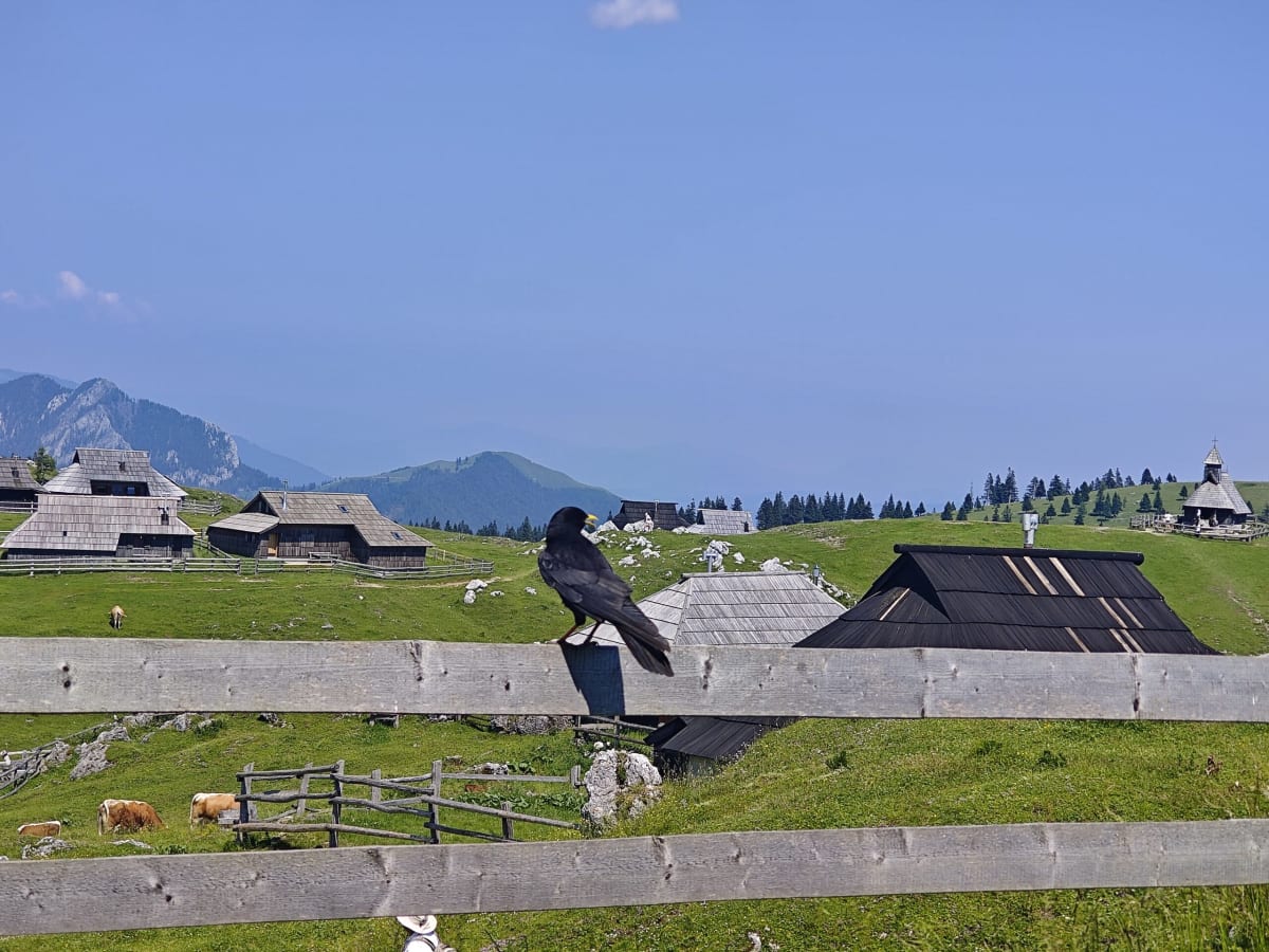 A raven perched on a weathered fence rail, dark-shingled huts and the pointed chapel roof behind it and mountains beyond