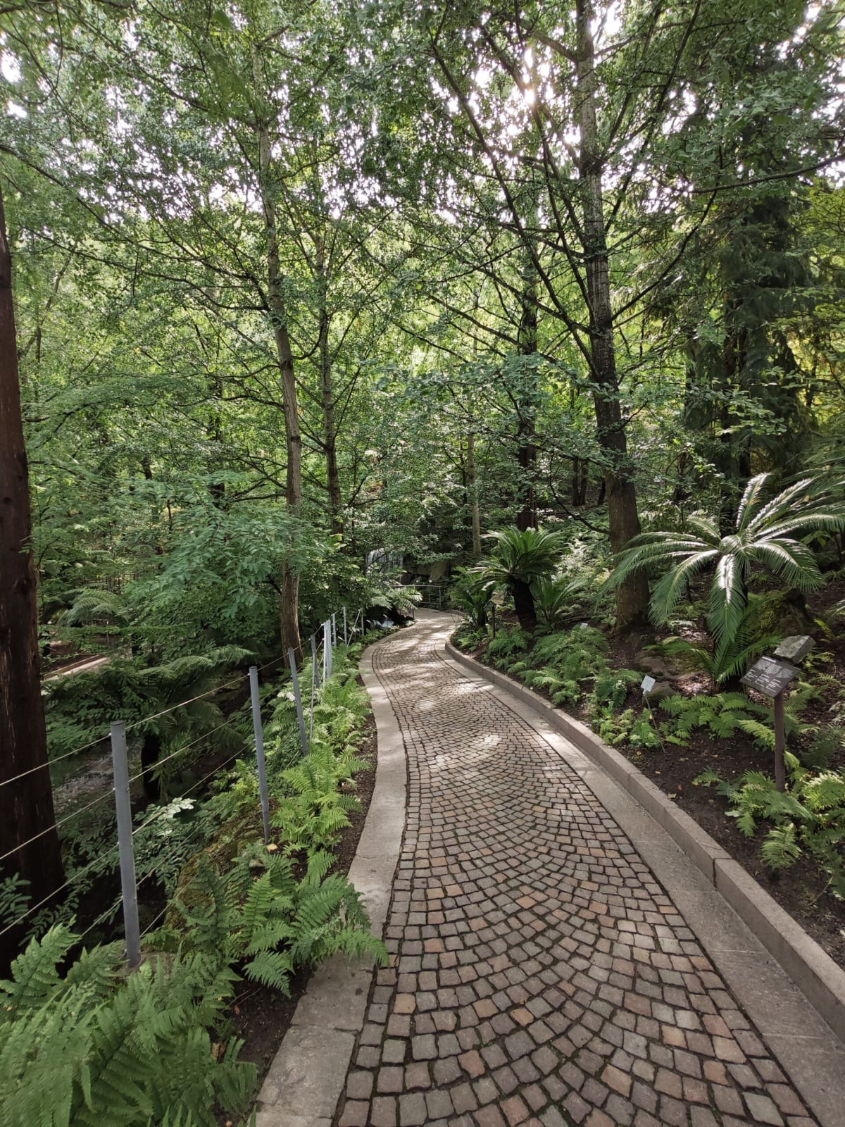 A cobbled path winding through a lush shady woodland garden of ferns and tall trees in the Trauttmansdorff Gardens