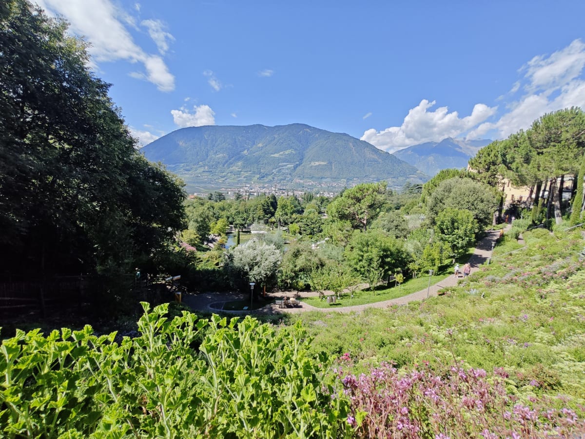 A wide view over the Merano valley from the gardens, a green hillside of olive trees and a blue mountain on the skyline