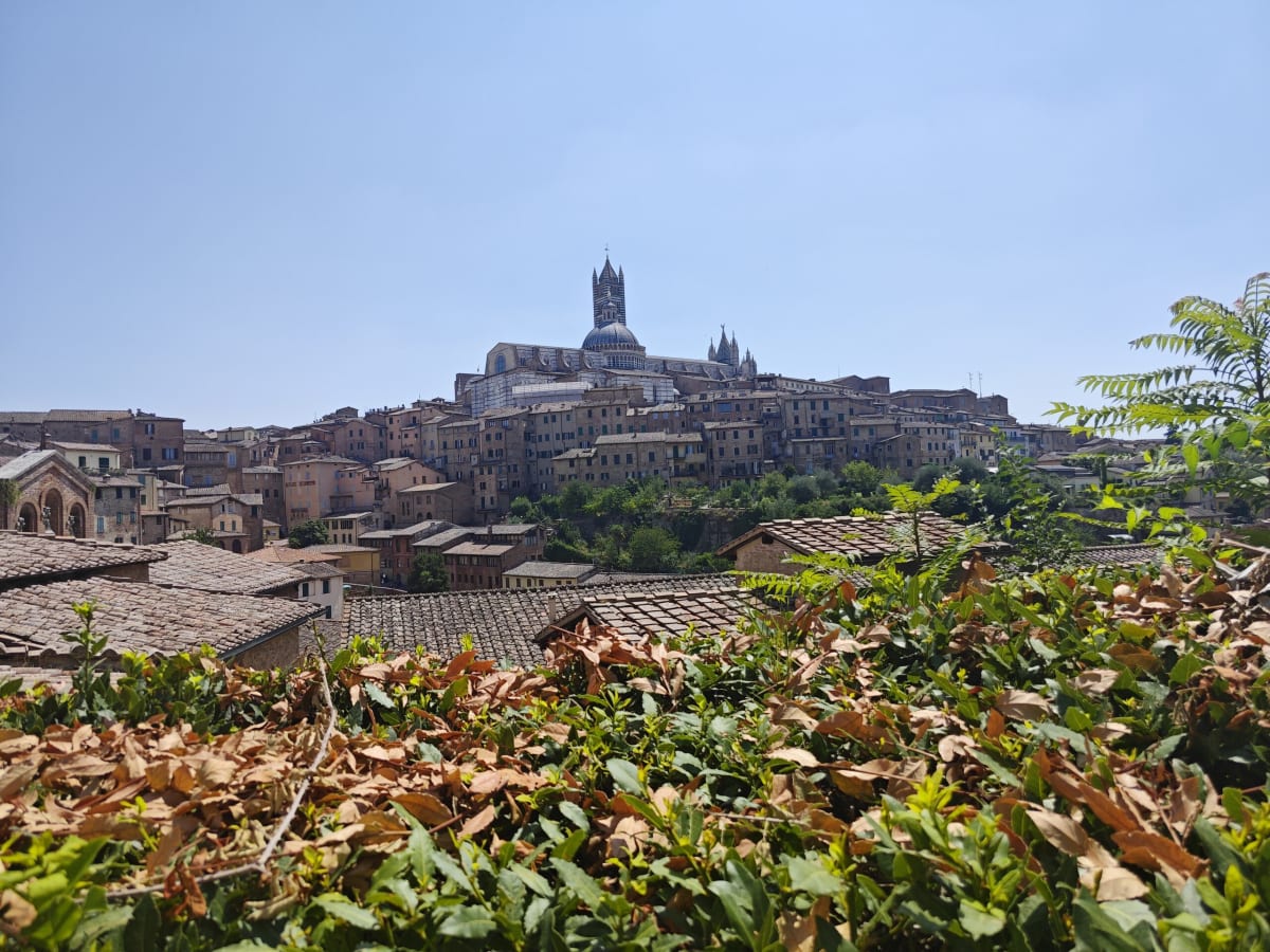 Siena's skyline seen across green hedges and old roofs, the cathedral bell tower in the middle distance