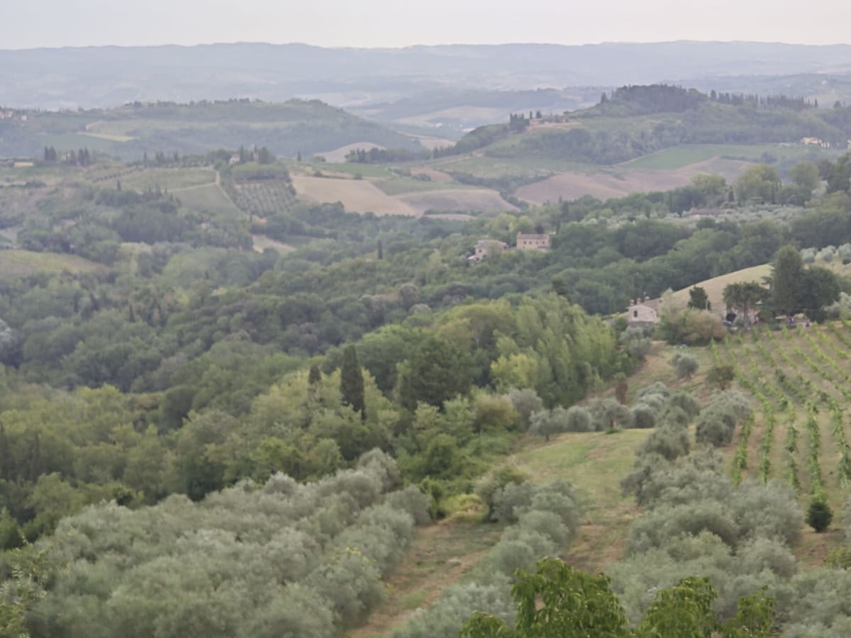 A hazy view over rolling Tuscan countryside — olive groves in the foreground and vineyards and woods beyond