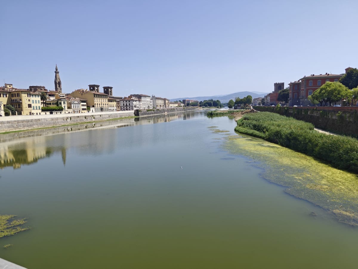 The wide, still Arno flanked by houses and a bell tower, algae drifting along the edge in the warm light