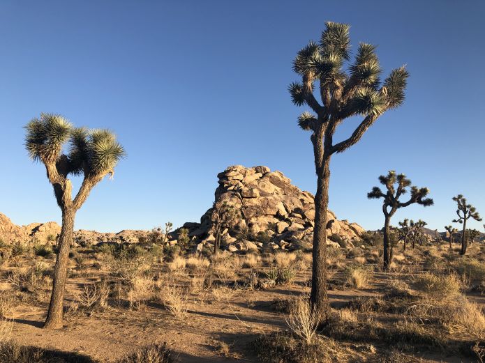 Joshua Trees in Joshua Tree National Park