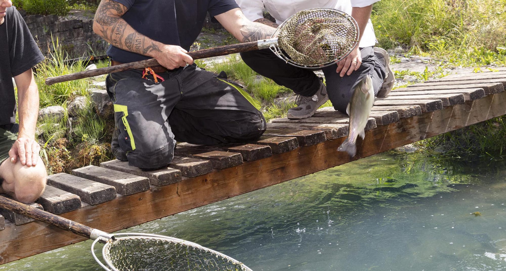 Regenbogenforellen-Zucht