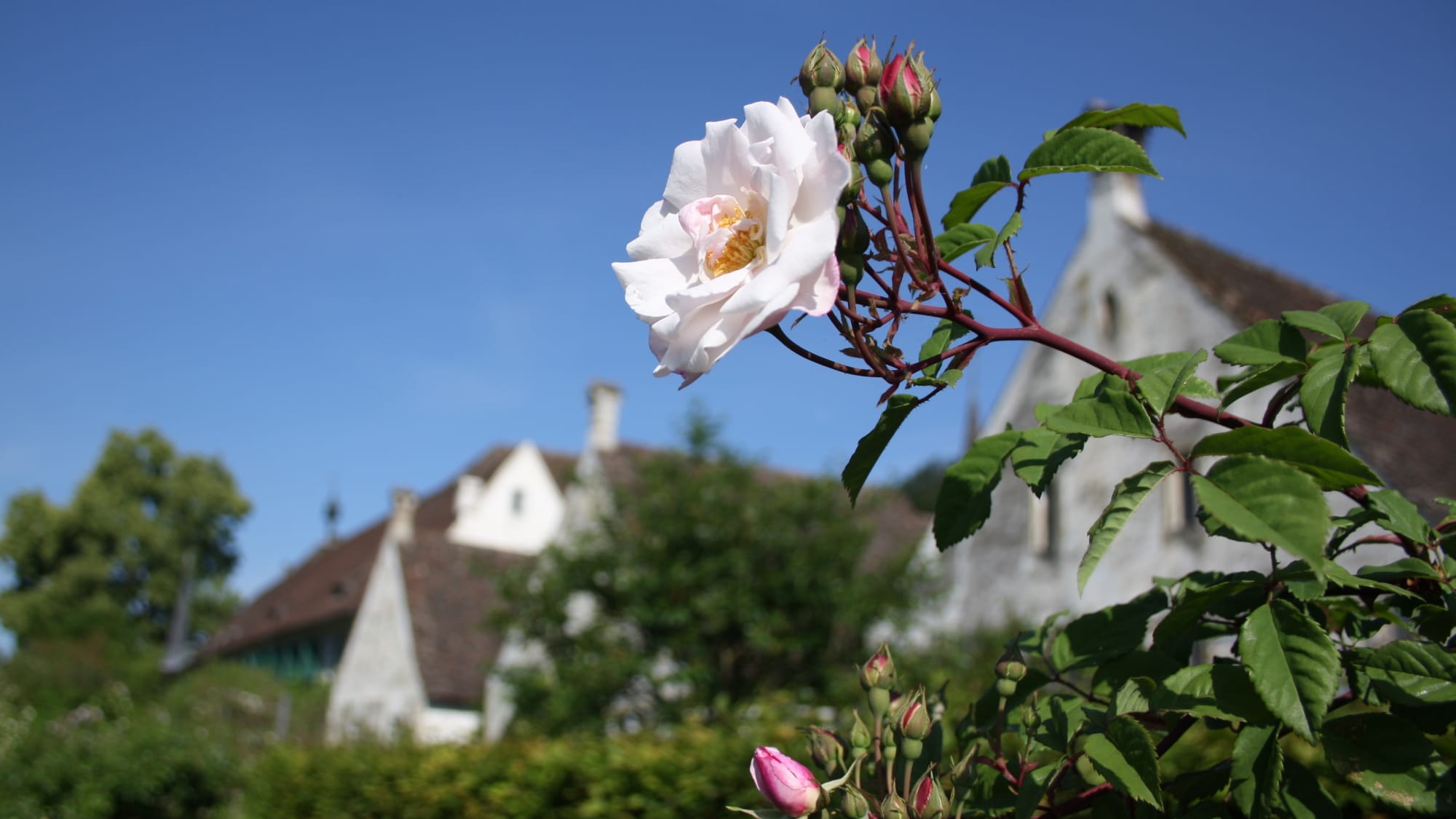blühender Rosenzweig mit Mönchsklausen im Hintergrund