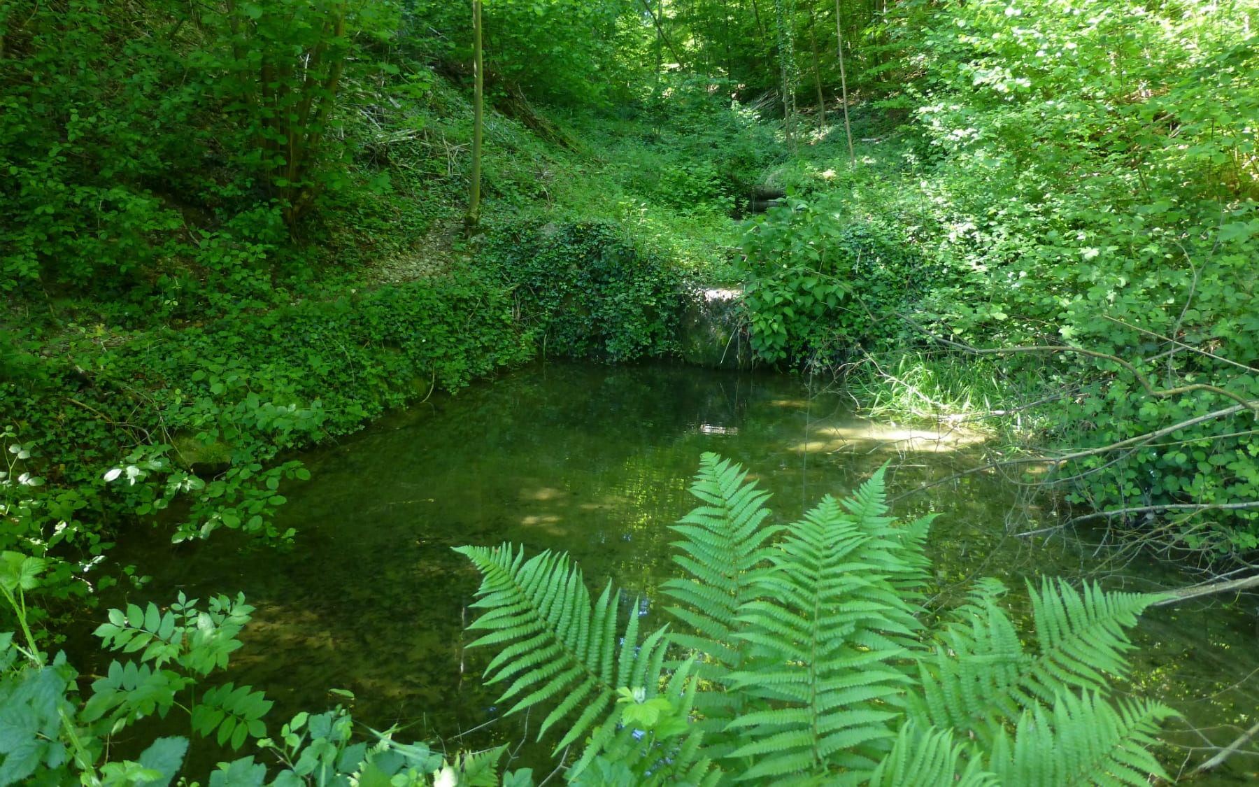 Ittinger Ranft - Teich im Wald