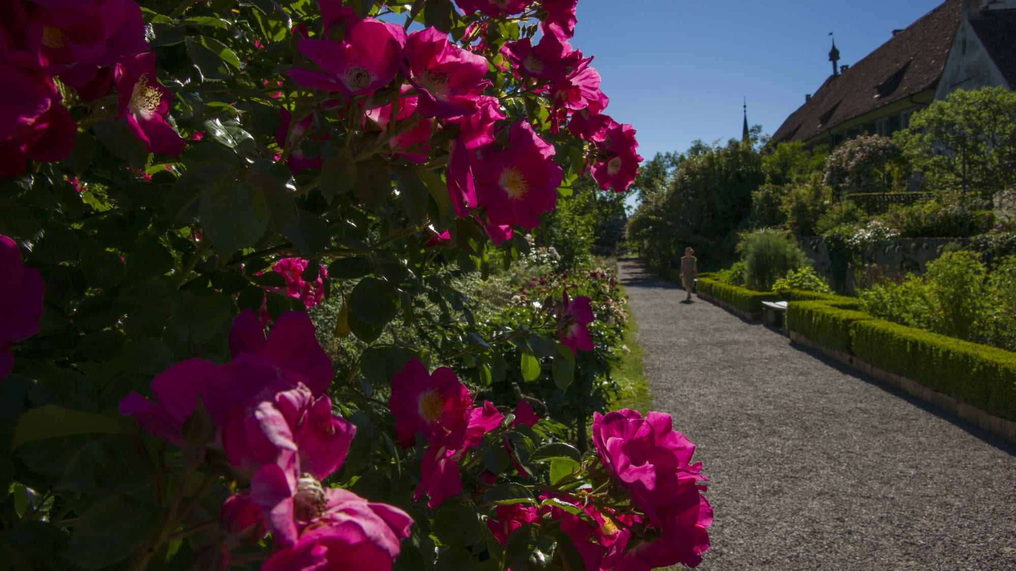 Blühende Strauchrosen am Kartäuserweg entlang