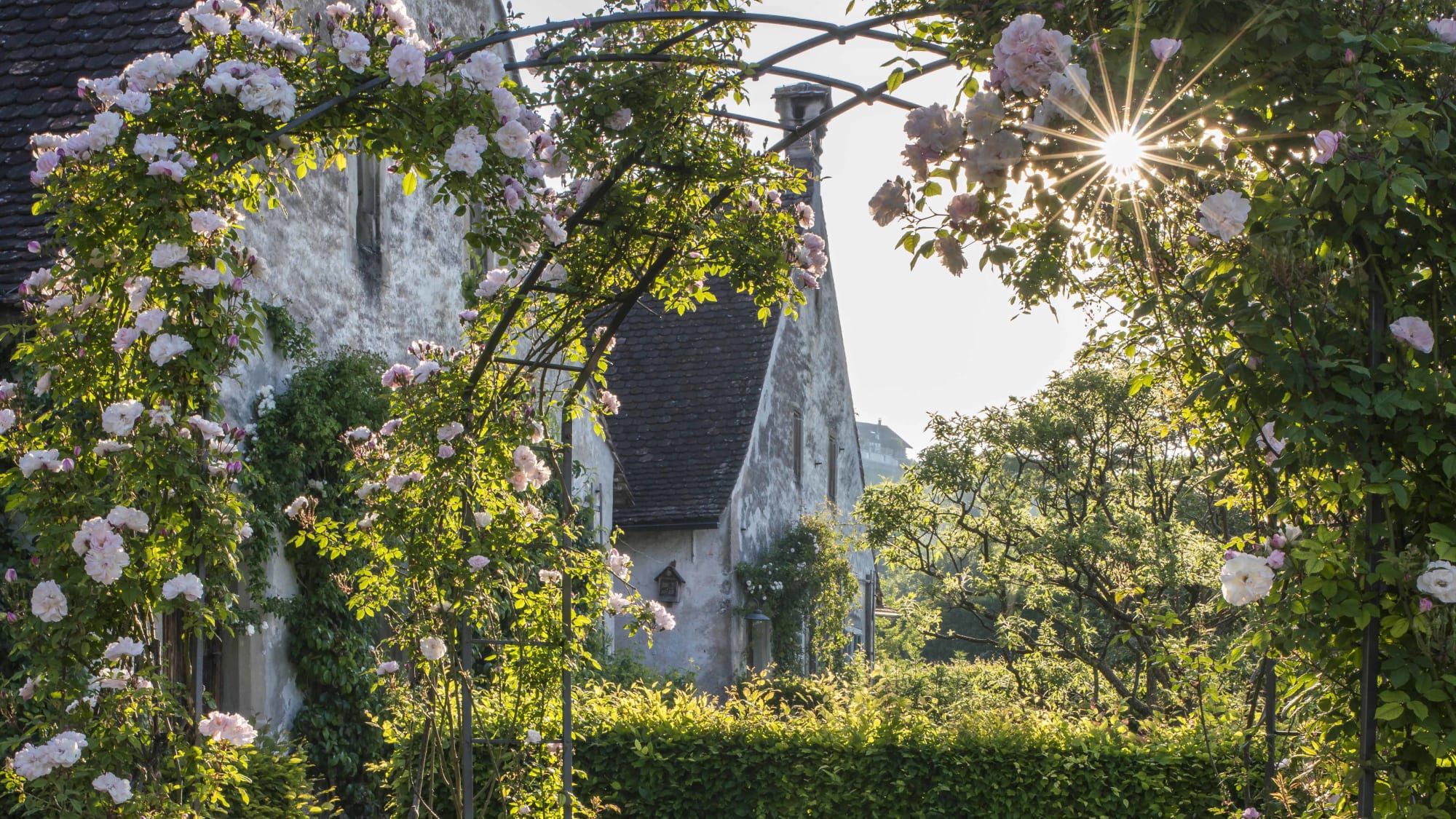 Rosenspalier mit Mönchsklausen