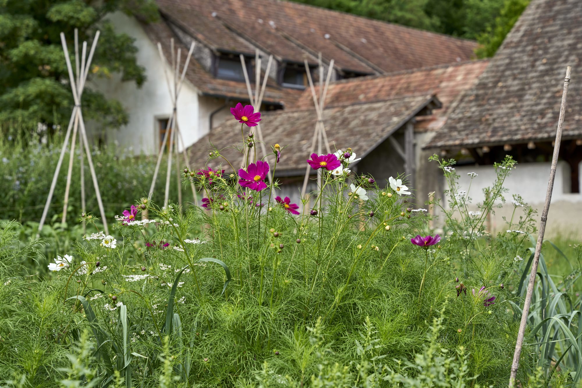 Samengarten mit violetten Cosmea-Blüten