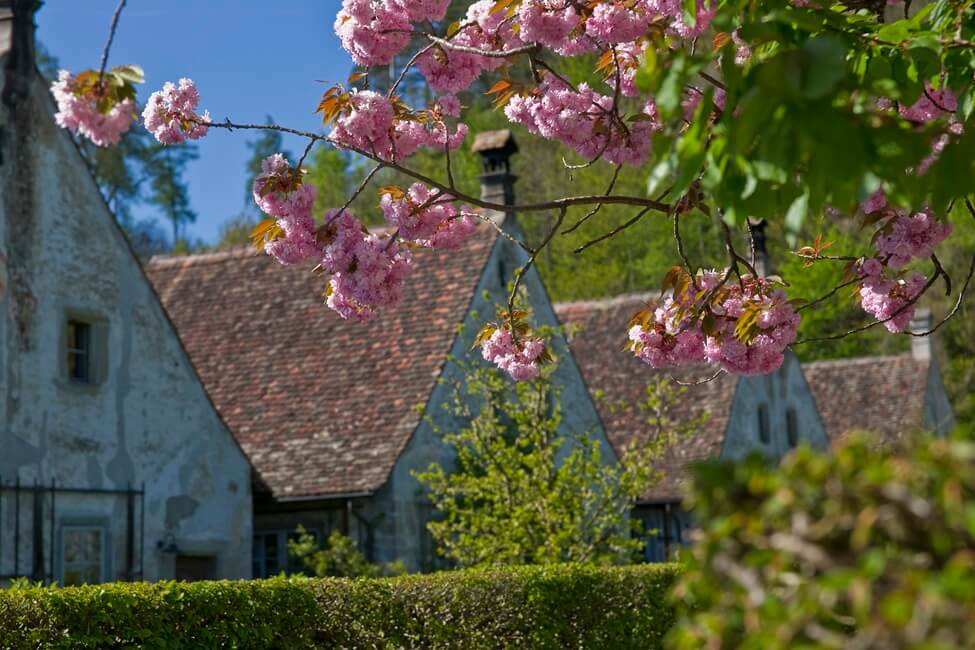Blühender Frühling in der Kartause Ittingen