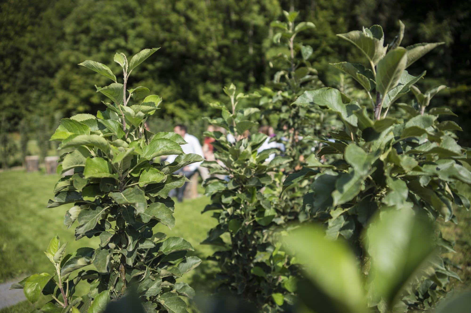 Apfelgarten mit Seminarteilnehmenden im Hintergrund