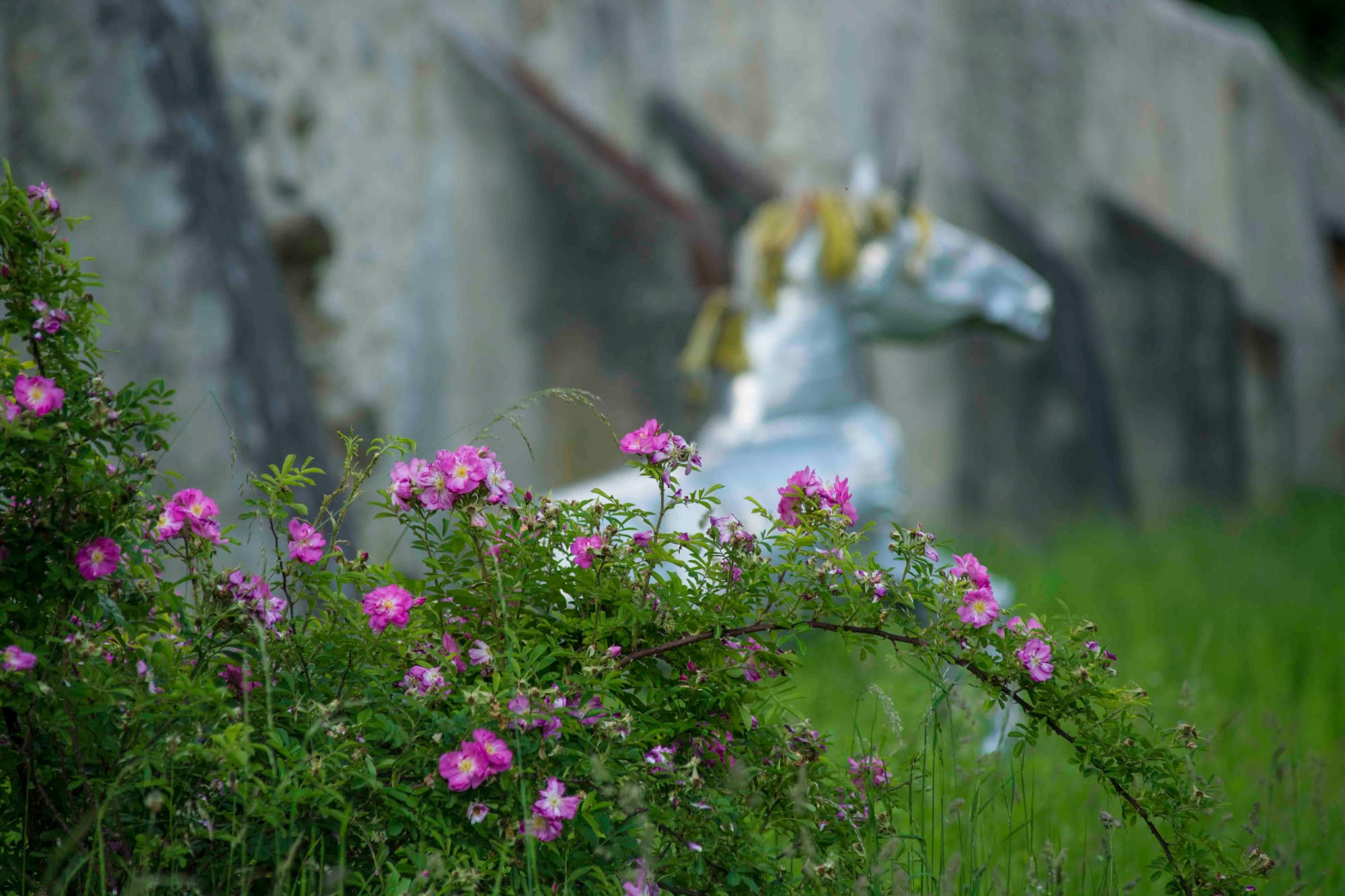 Rosenblüte vor dem Pferd des kunstmuseums