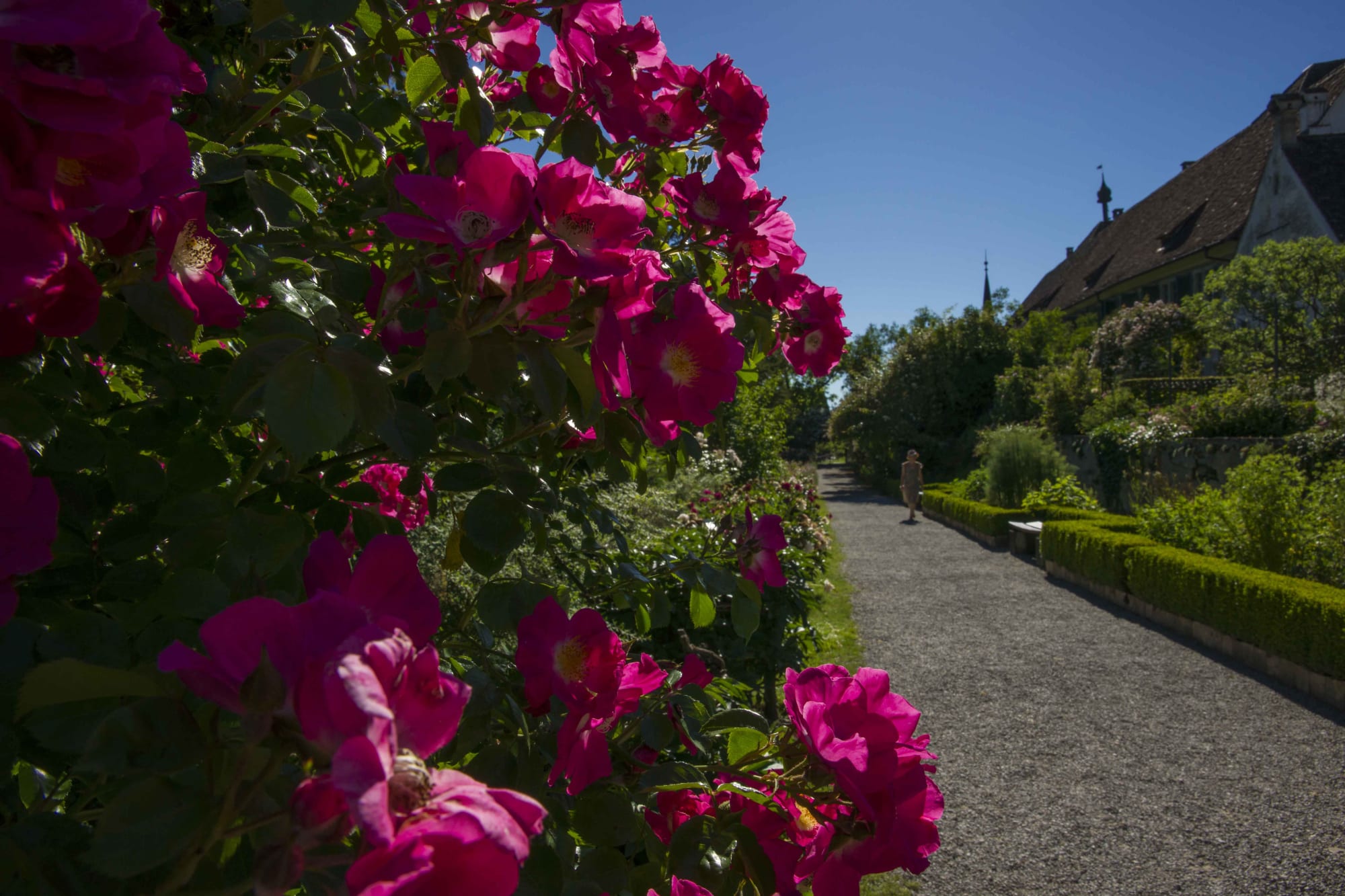 Blühende Strauchrosen am Kartäuserweg entlang