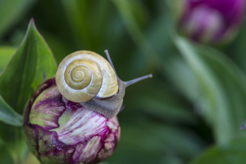 Schnecke an einer Pfingstrosen-Knopse