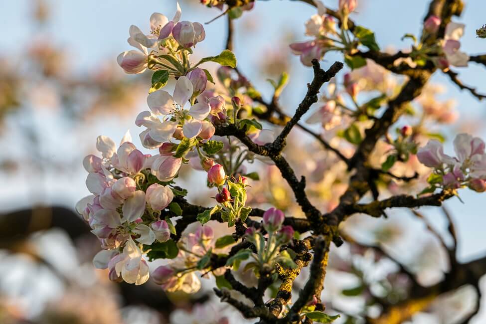 Apfelbaumzweig in voller Blüte