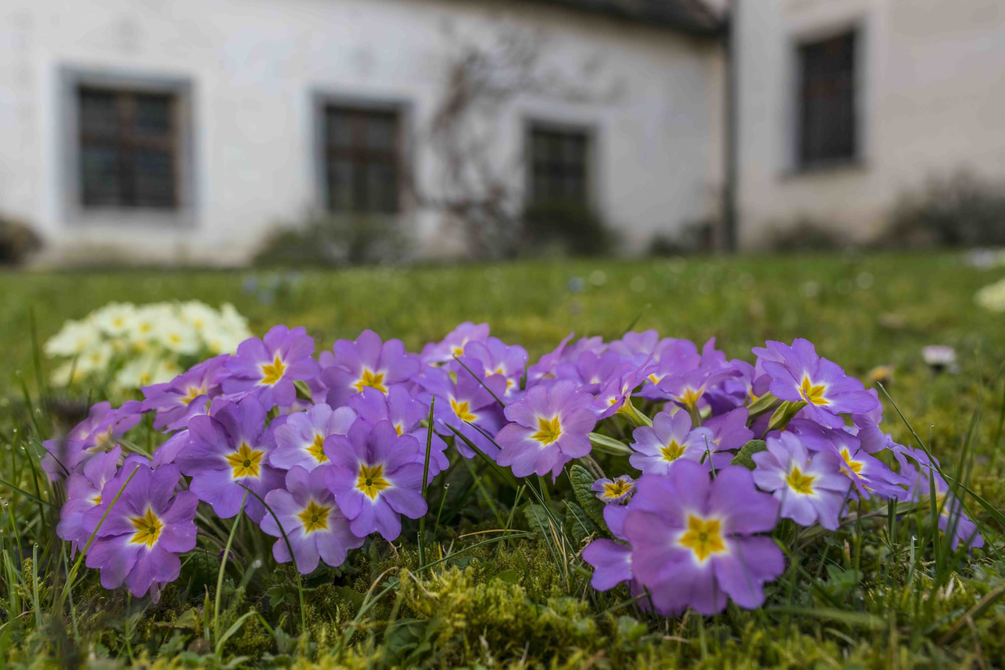 Primeln violett und gel im kleinen Kreuzgarten