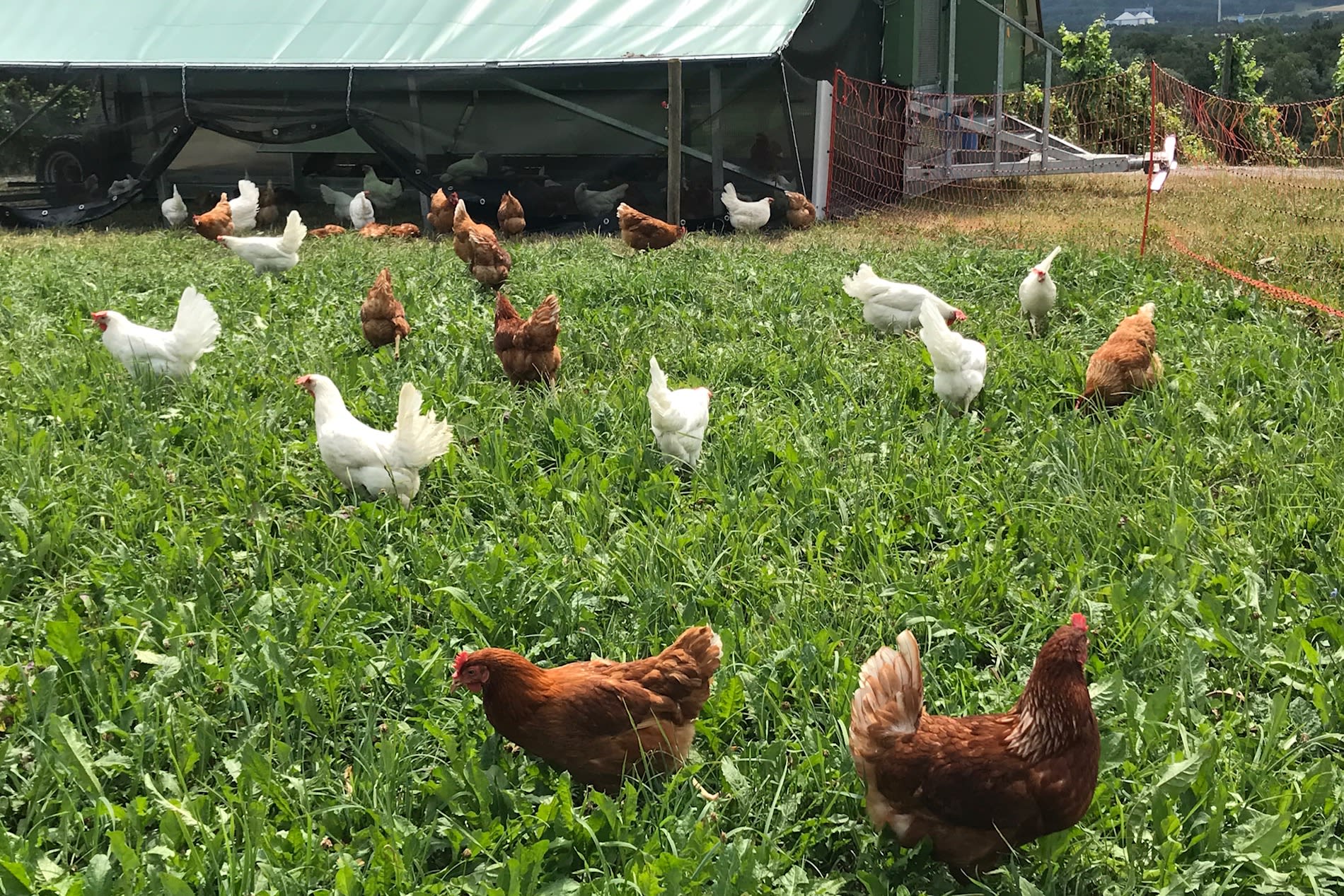 Hühnermobil Kartause Ittingen