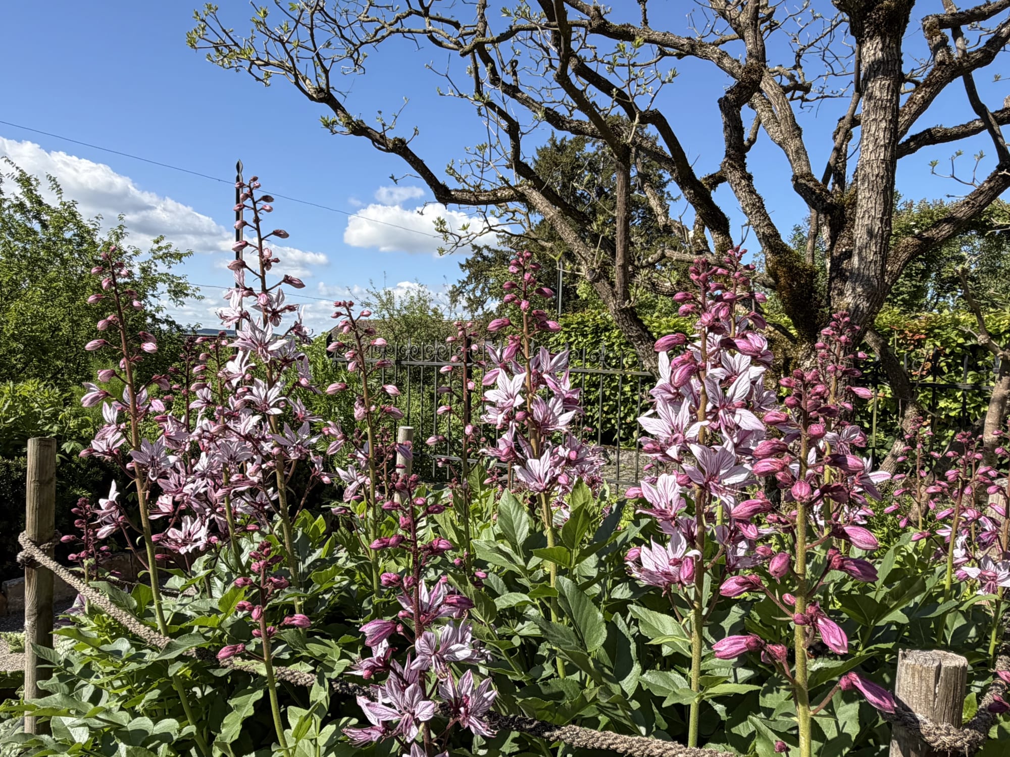Blühender Diptam im Heilkräutergarten