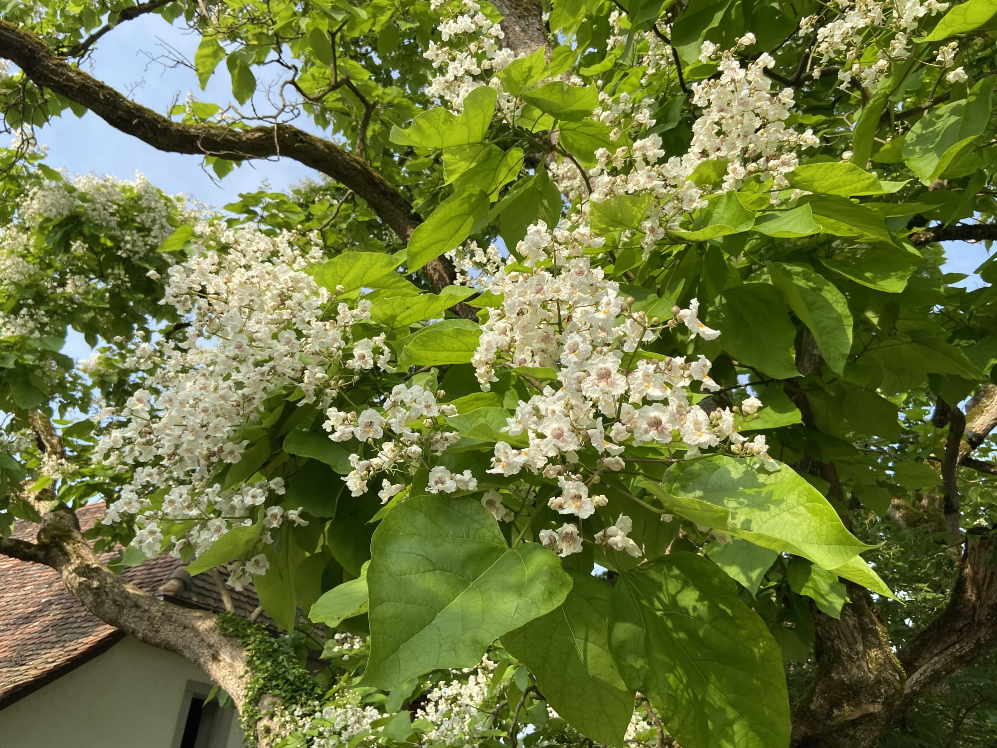 Catalpa - Trompetenbaum