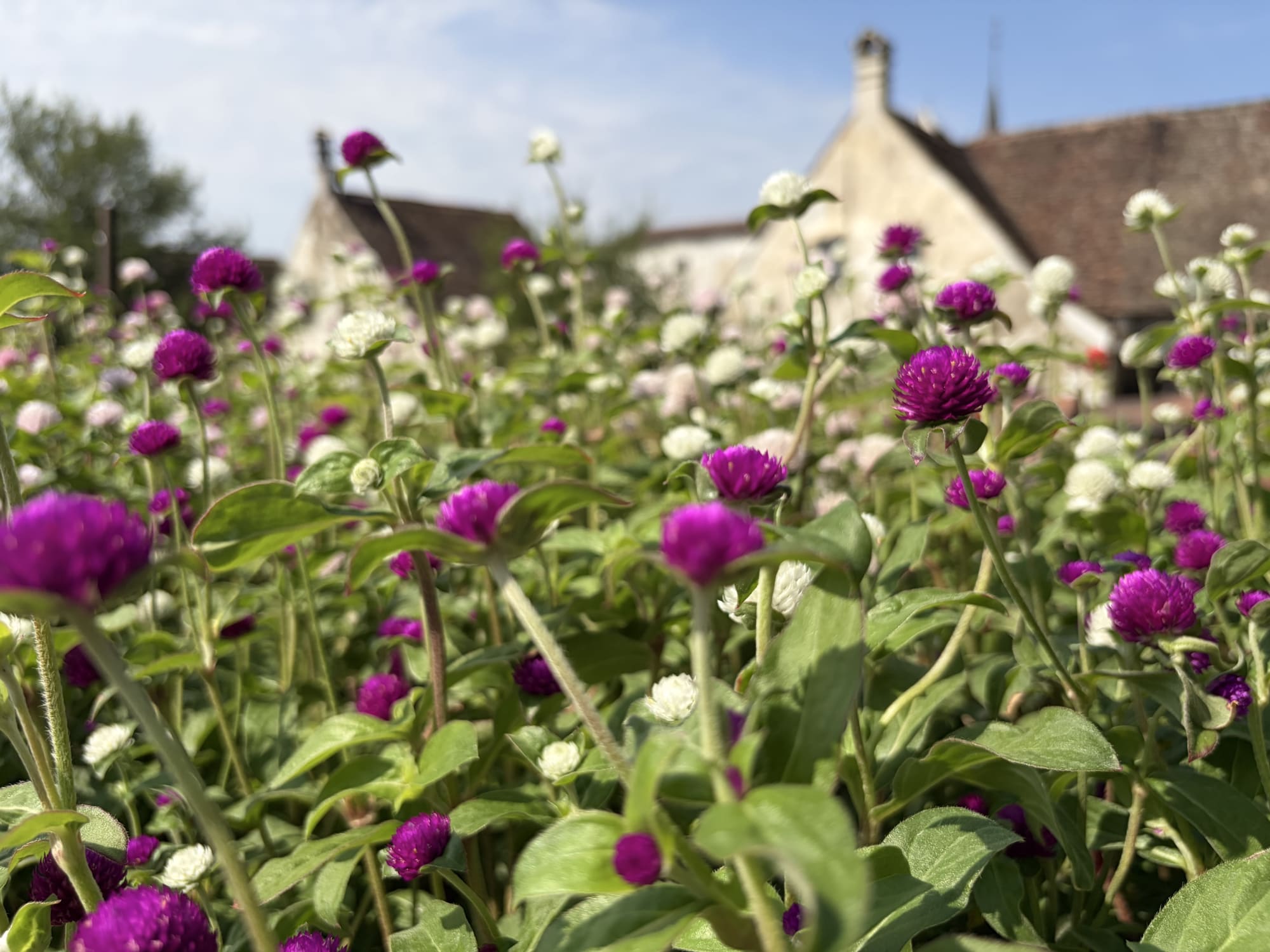 Blühender Kugelamarantht - Gomphrena