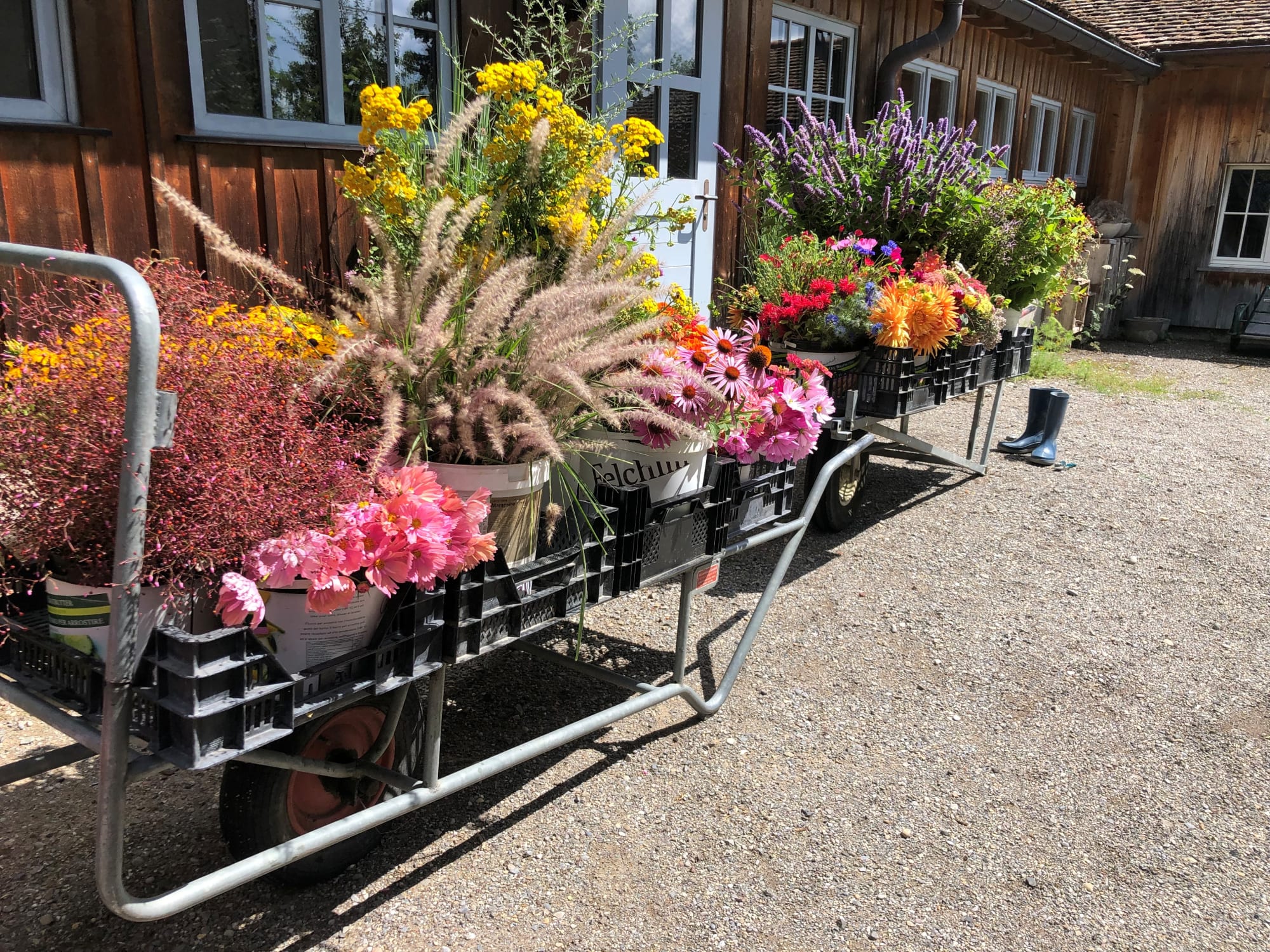 Blumen vom eigenen Blumenfeld vor der Blumenbinderei