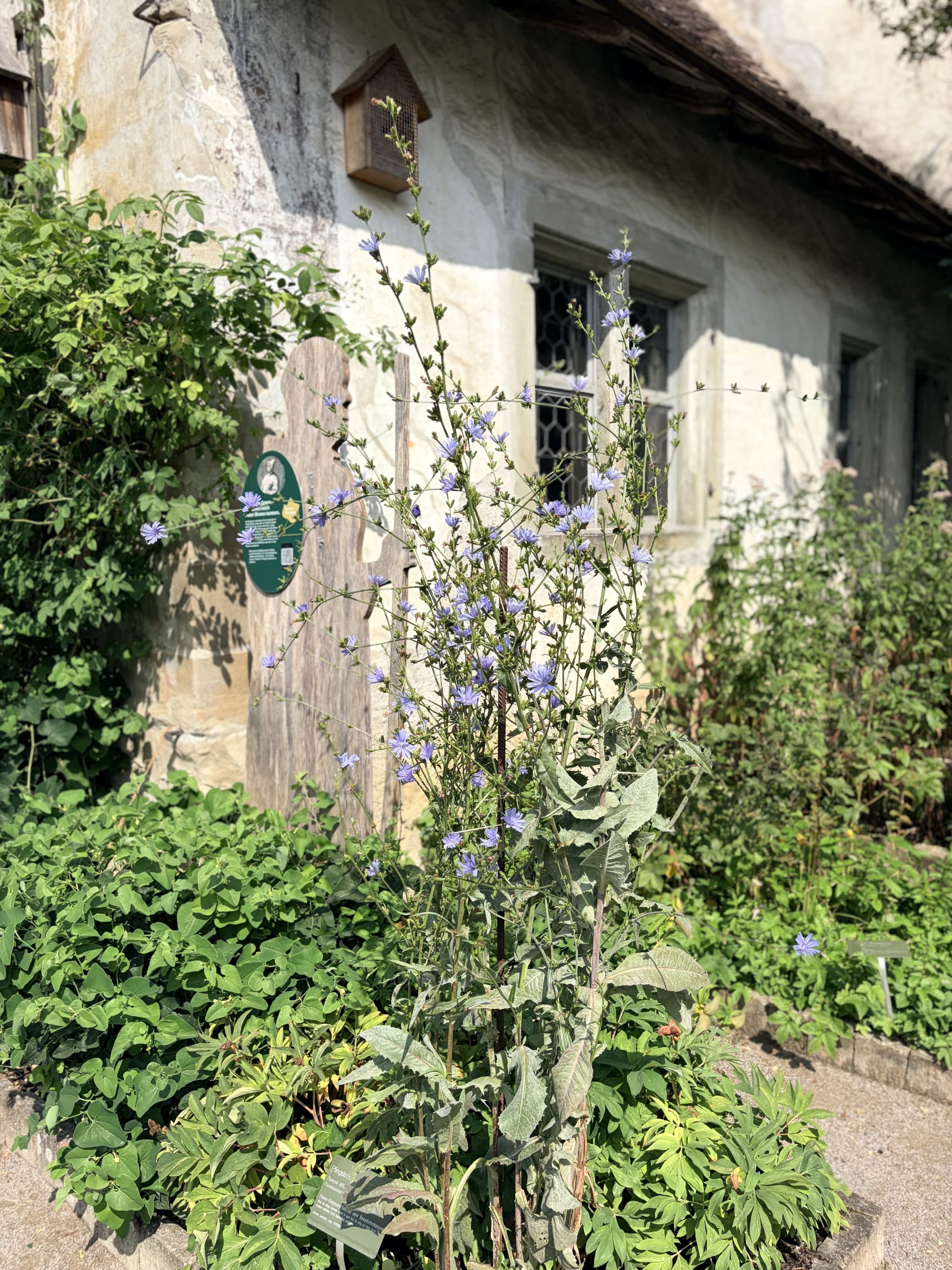 Blühender Wegwarte im Klostergarten im Juli