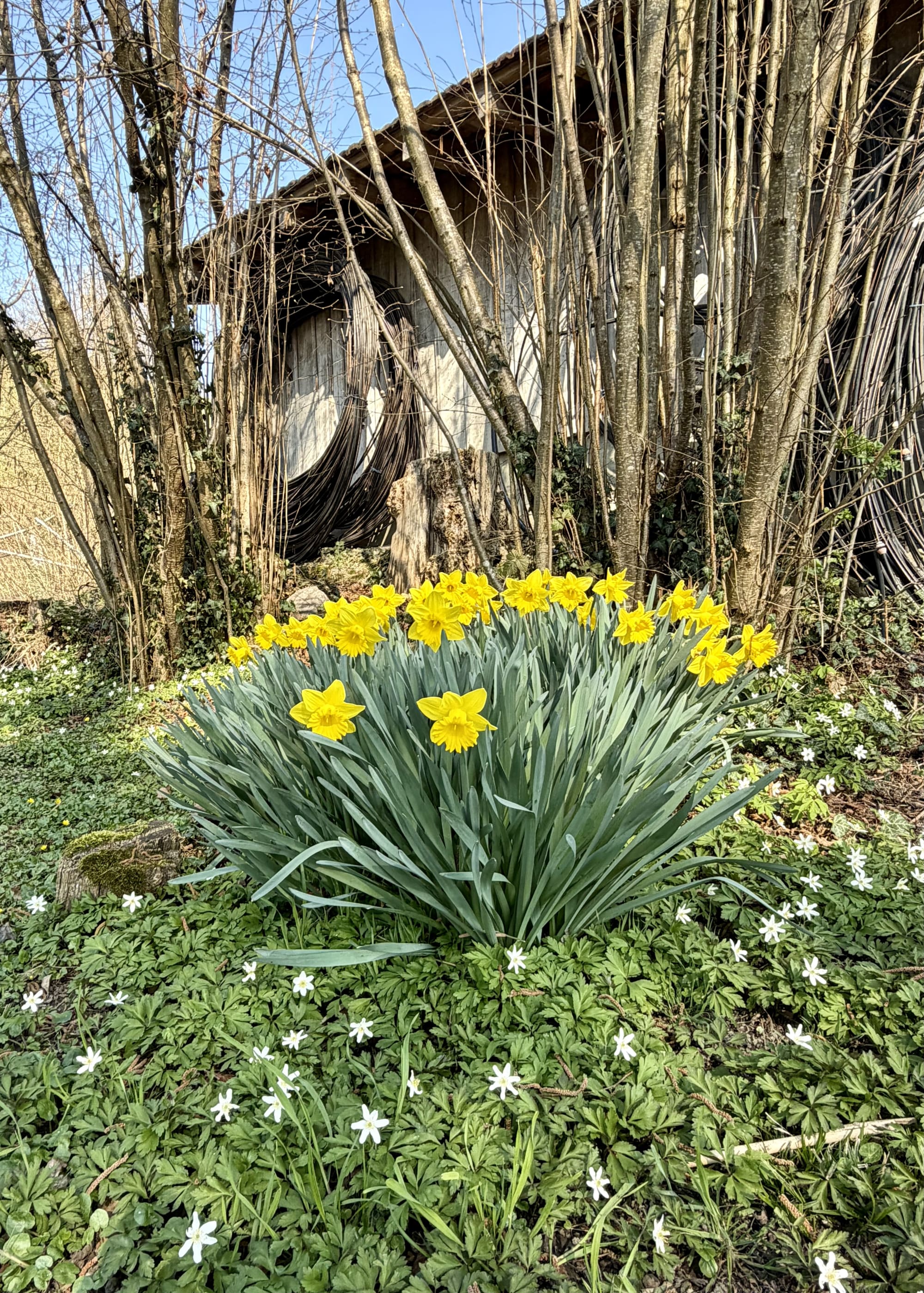 Osterglocken und Buschwindröschen
