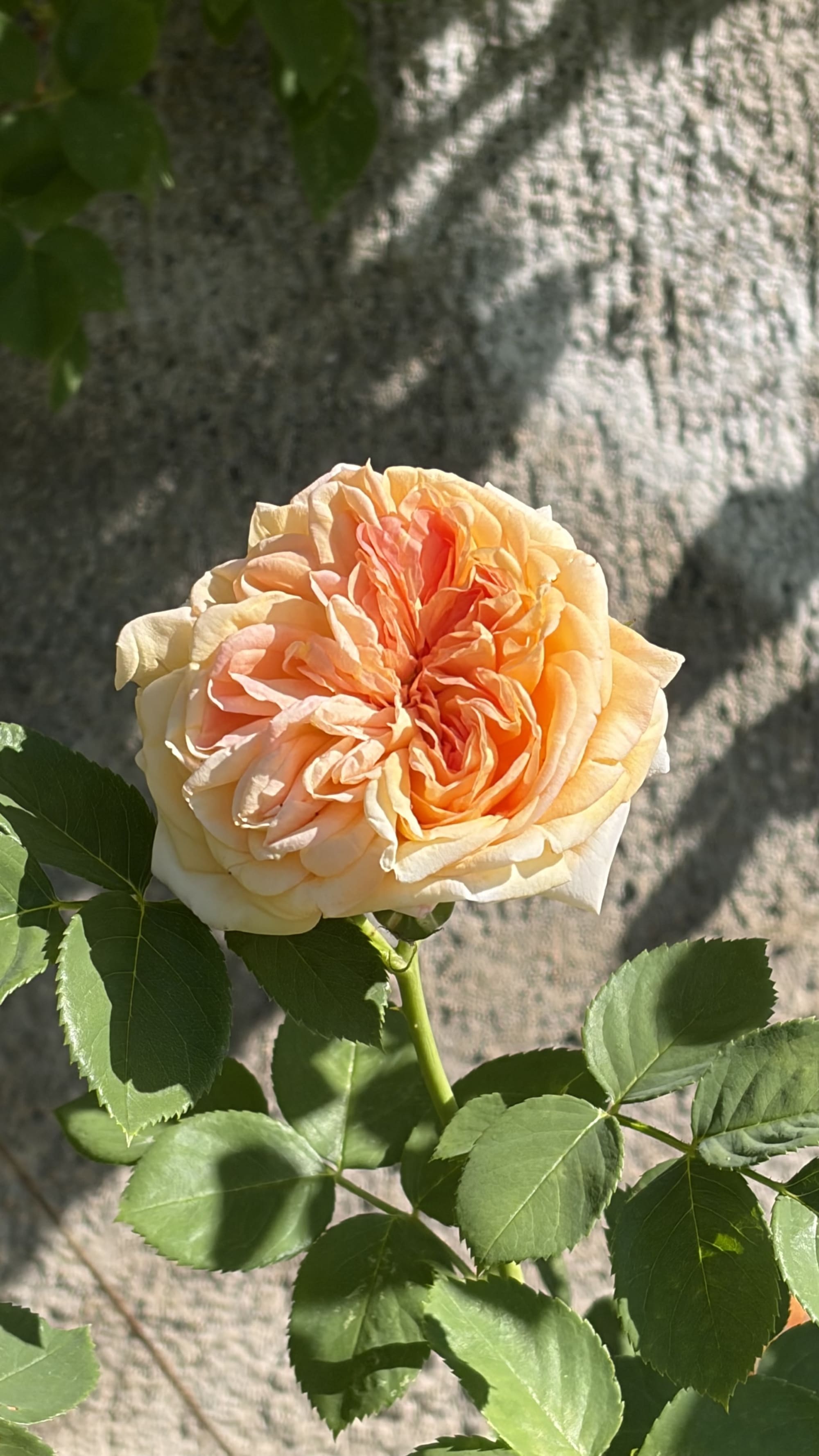 Blüte Kletterrose Alchymist an der Südmauer