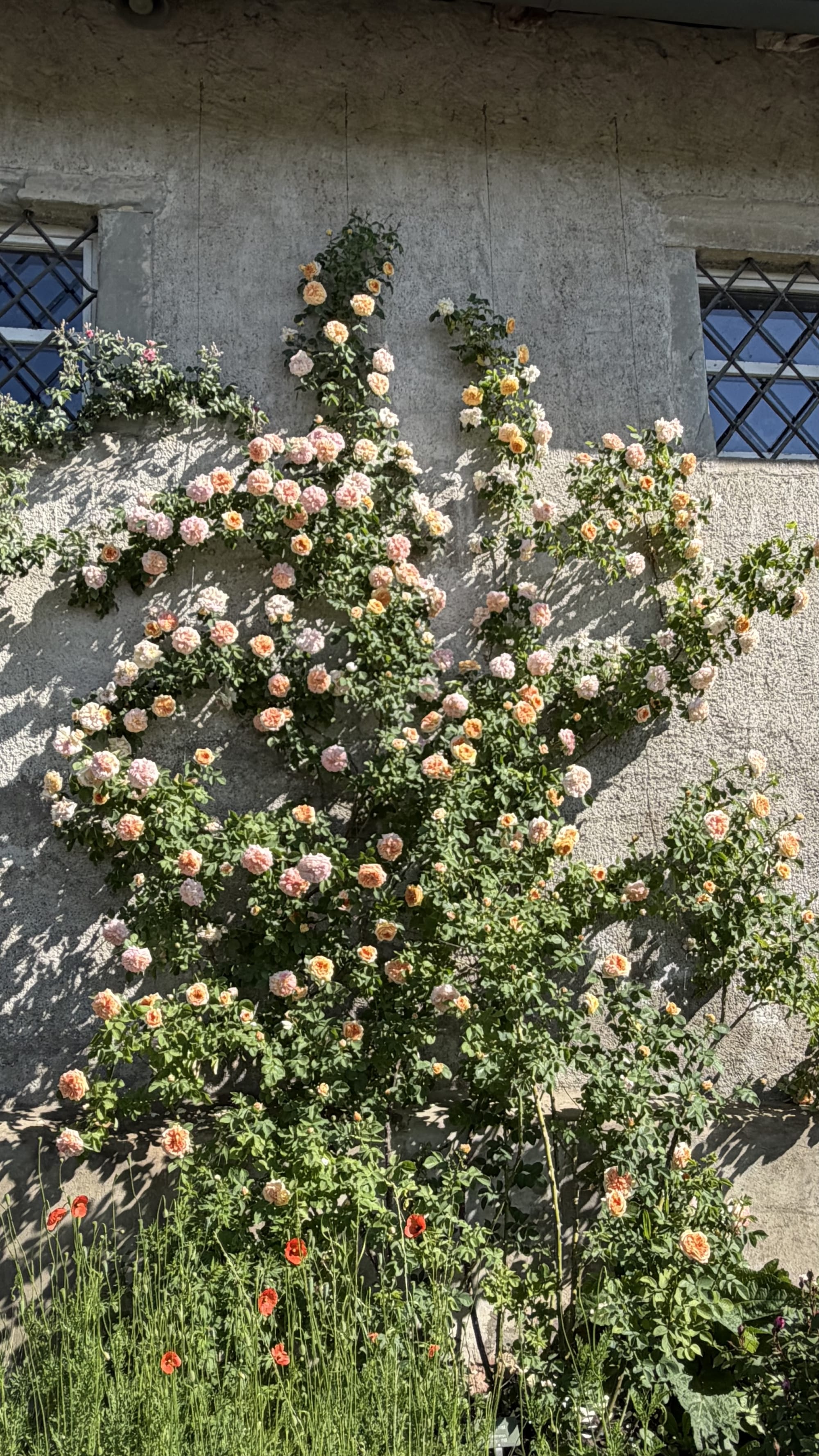 Blühende Kletterrose Alchymist an der Südmauer